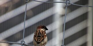 Ile kosztuje obcinanie pazurków u weterynarza?