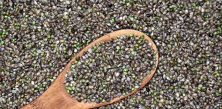 Czy uprawa konopi jest opłacalna?