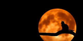 Czy można samemu obciąć kotu pazury?