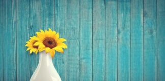 Co daje jedzenie słonecznika?