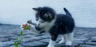 Czy weterynarz obcina pazury kotu?