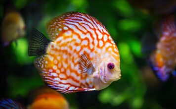 Jak wybarwić rośliny w akwarium?