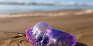 Co się życzy żeglarzowi?