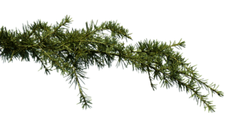 Co kupić w aptece na zatkane uszy?