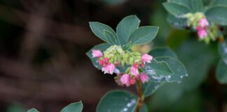 Czy nadmiar woskowiny szkodzi?