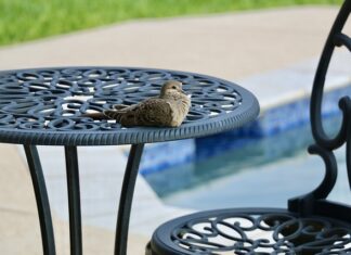 Jak pozbyć się wody z ucha po basenie?