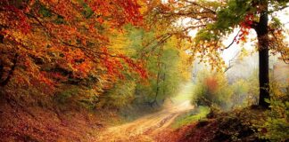 Jak przetrwać w lesie?