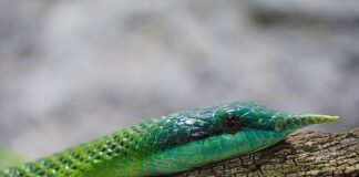 Co zrobić żeby mieć zadarty nos?